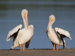 Gordon Mills-American White Pelicans Florida-Highly Commended.jpg